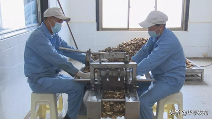 青松中药饮片:“家门口的工厂”持续助农增收
